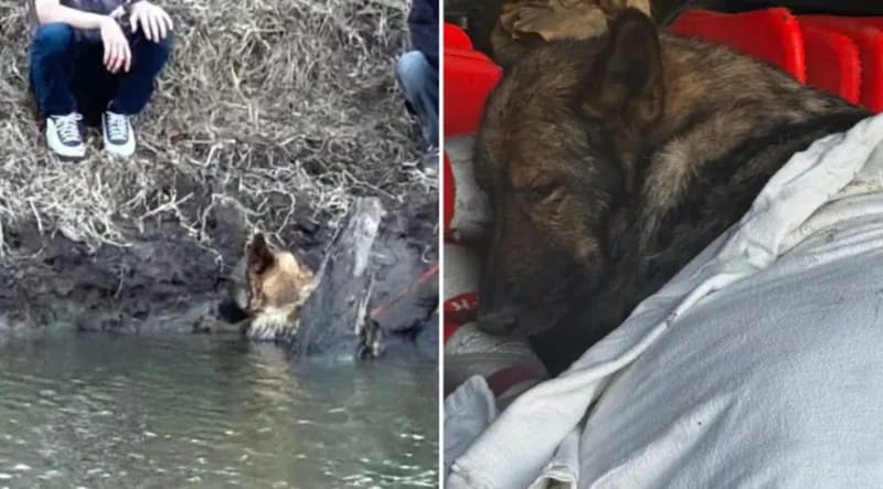 Couple Saves German Shepherd Trapped in Creek for 4 Hours