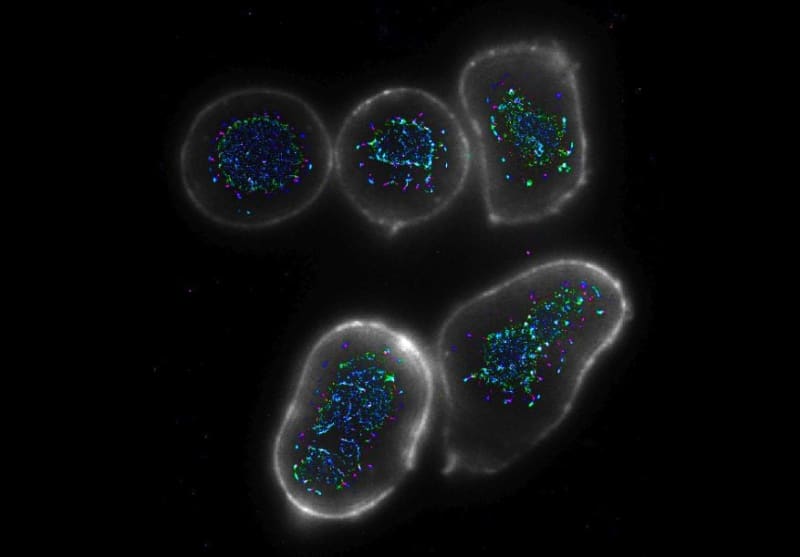 Scientists Create 4-Pronged Antibody That Fights Cancer