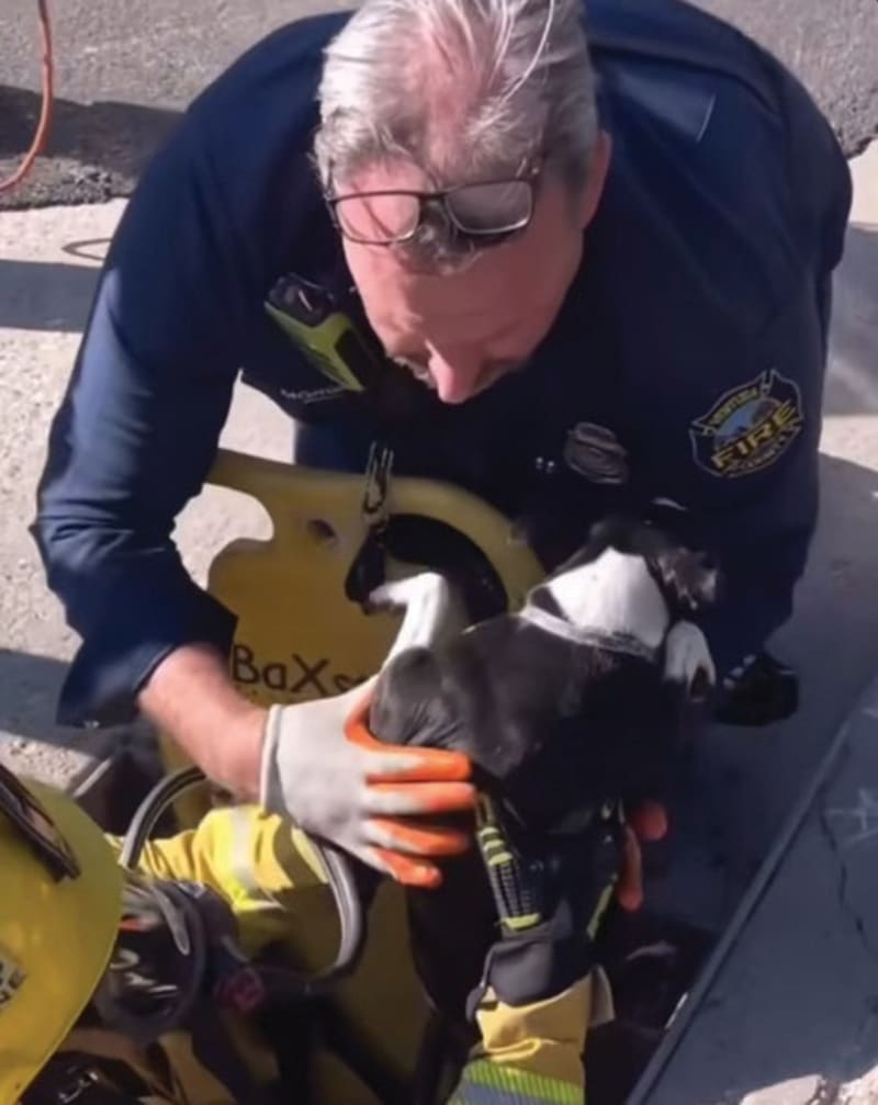 Thousand Oaks Firefighters Save Boston Terrier Spanky Before Christmas