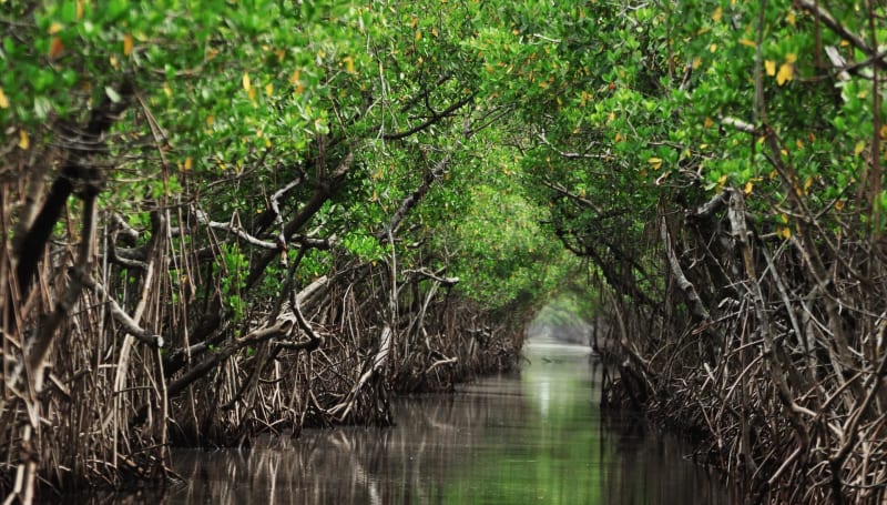 Fiddler Crabs Break Down Microplastics in Polluted Forest