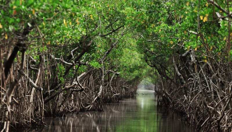 Fiddler Crabs Break Down Microplastics in Polluted Forest - Image 2