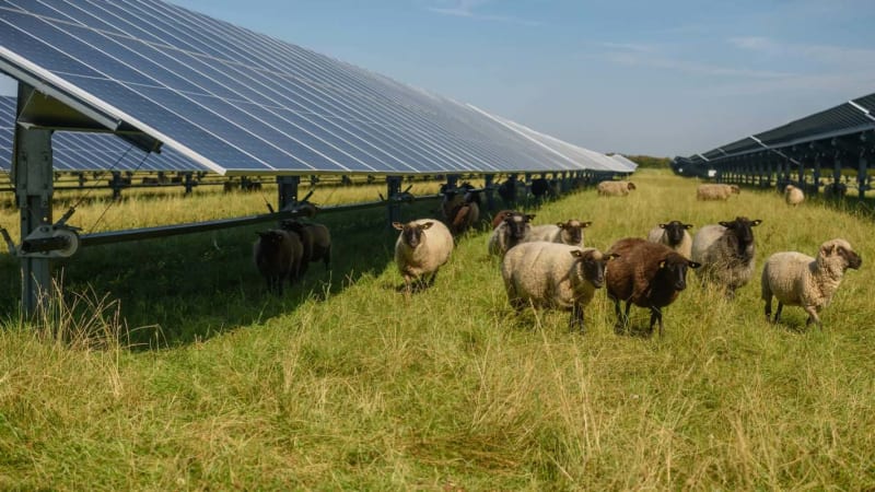 UK Sheep Farms Thrive with Solar Panels: 200% Growth - Image 2