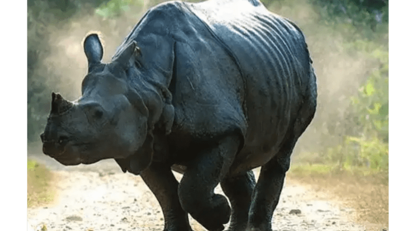 Assam Hits 730 Days With Zero Rhino Poaching