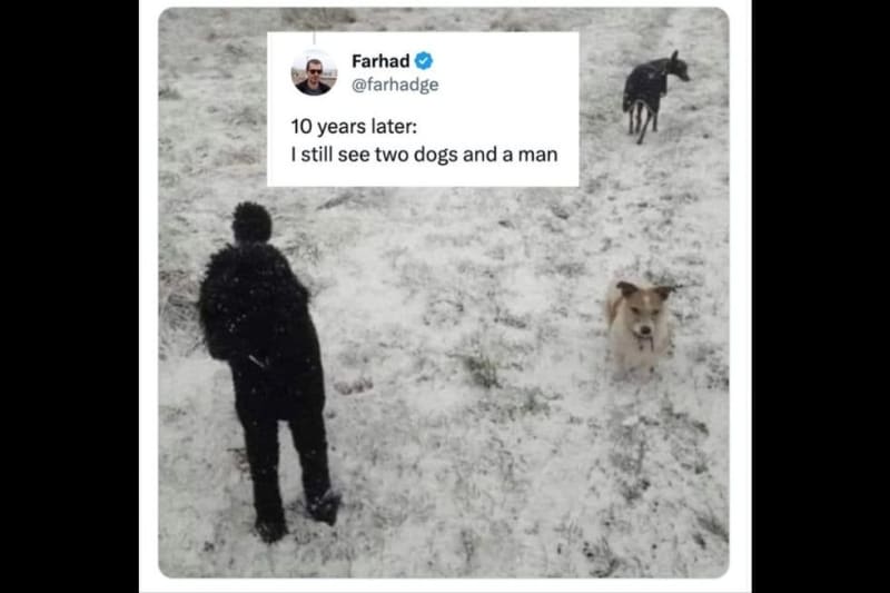 Viral Photo Hides Third Dog in Plain Sight - Image 3