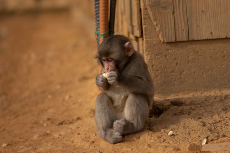 Baby Monkey Rejected By Mom Finds Comfort in Stuffed Toy - Image 3