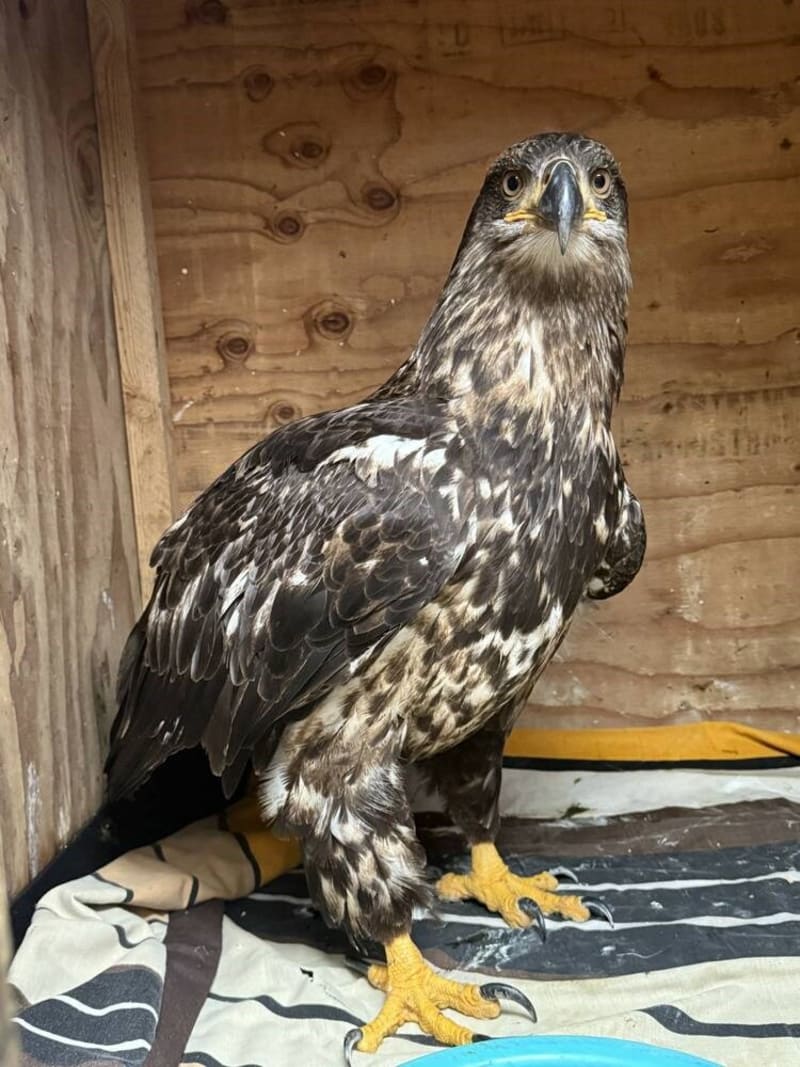 Injured Eagle Recovering After BC Shootings Spark Lead Ban Push