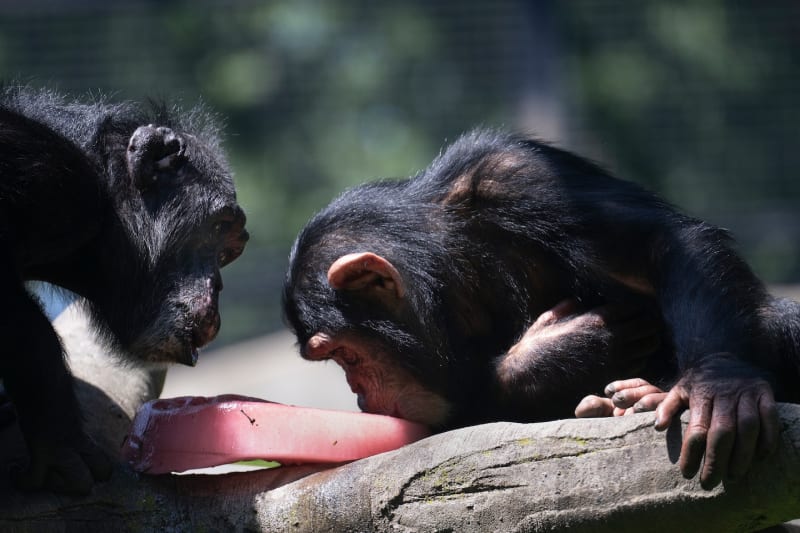 Scientists Solve Mystery of Same-Sex Bonds in Primates