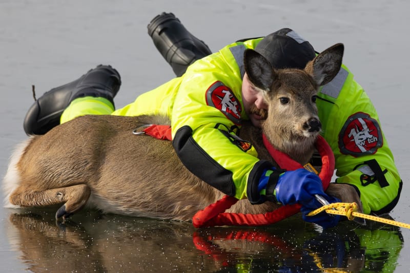 Firefighter in rescue suit lying on ice while hugging deer being pulled to shore