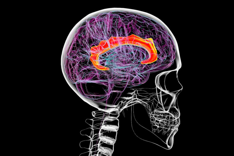 Psychiatric Disorders May Share Same Genetic Roots