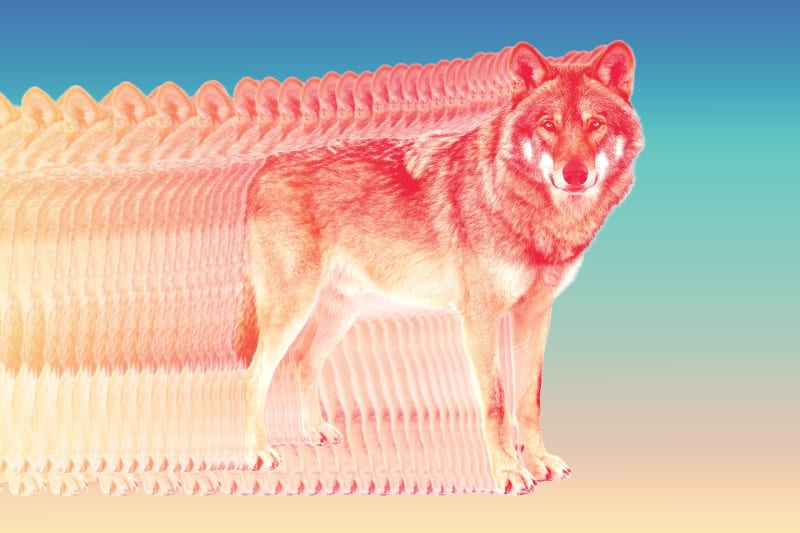 Gray Wolves Return to LA After 100 Years