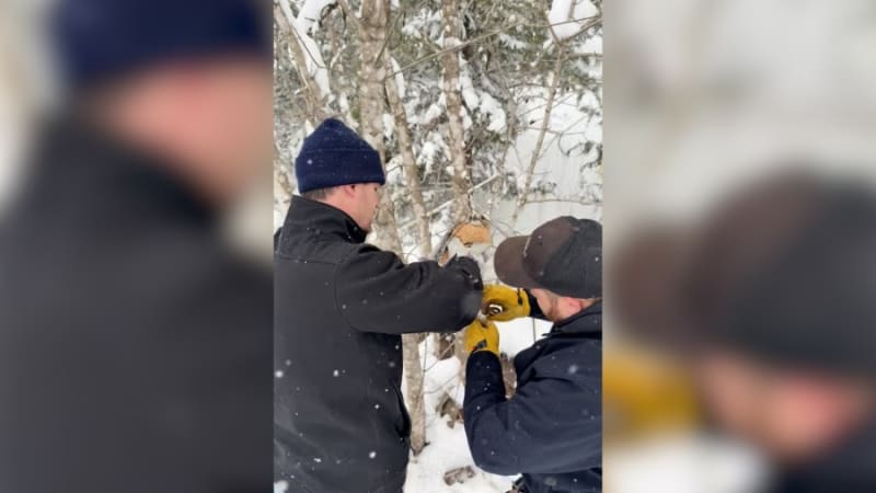 Tennessee Firefighters Free Trapped Hawk in Cosby - Image 3