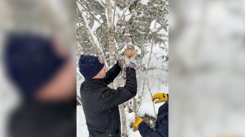 Tennessee Firefighters Free Trapped Hawk in Cosby