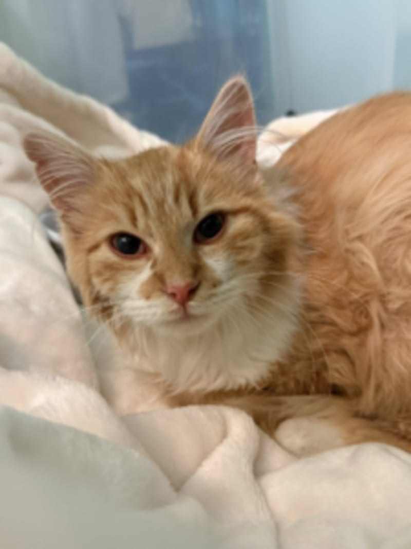Tennessee Firefighters Save Kitten from House Fire - Image 4