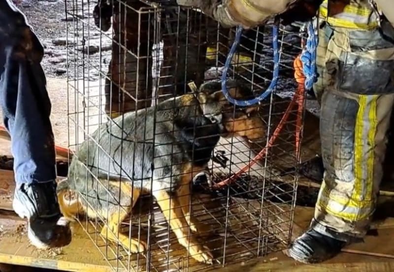 Firefighters Save Dog Trapped 50 Feet Down Hidden Well - Image 2