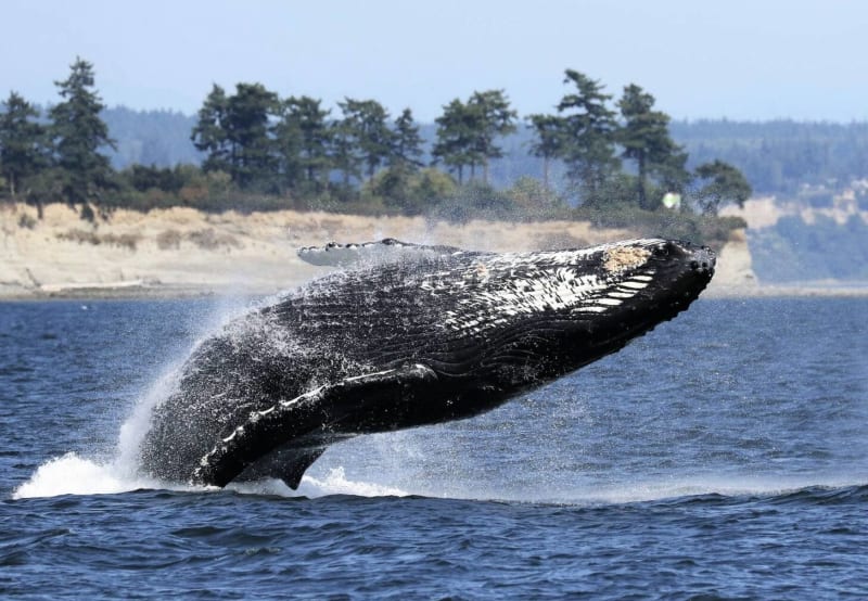 Humpback Whales Return to Salish Sea After Near Extinction - Image 2
