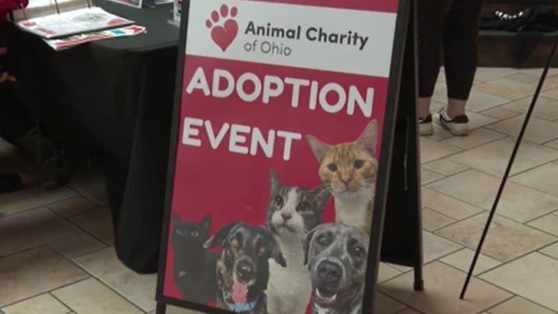 Rescue dogs meeting potential adopters in bright shopping mall center court area