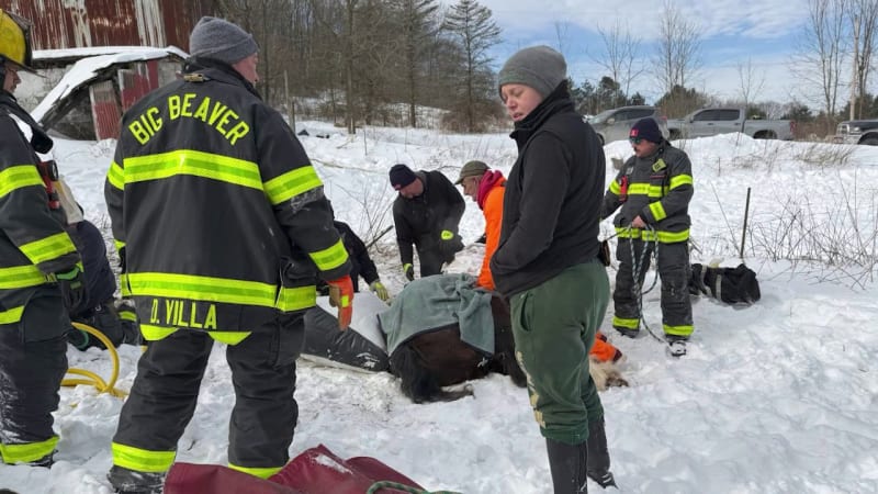 2,000-Pound Horse Rescued After 5 Hours Trapped in Snow