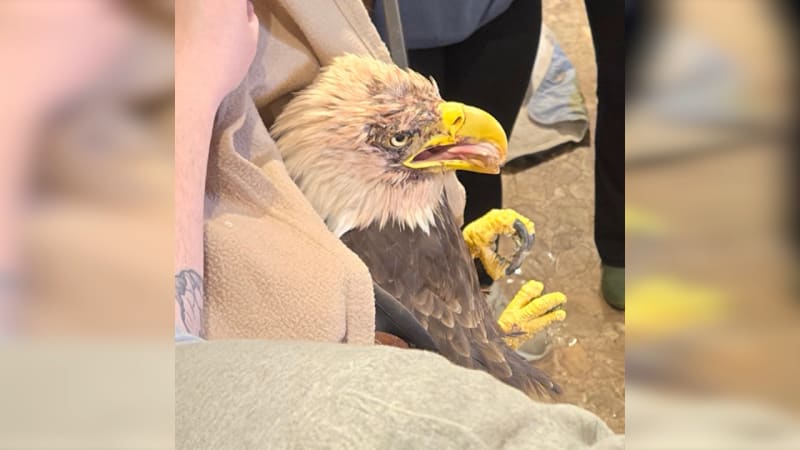 Two bald eagles receiving care at wildlife rehabilitation center after rescue