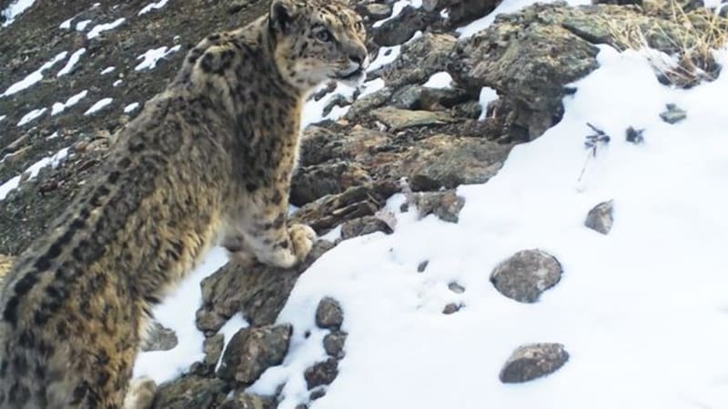 Snow Leopards Thrive in Uzbek Mountains After Soviet Protection