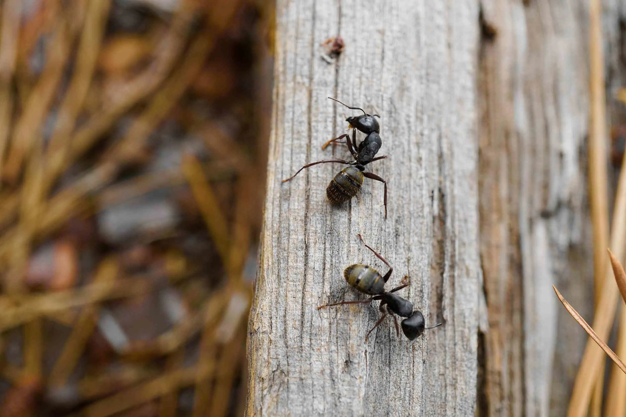 How to Get Rid of Carpenter Ants Naturally Tips and Tricks to Follow