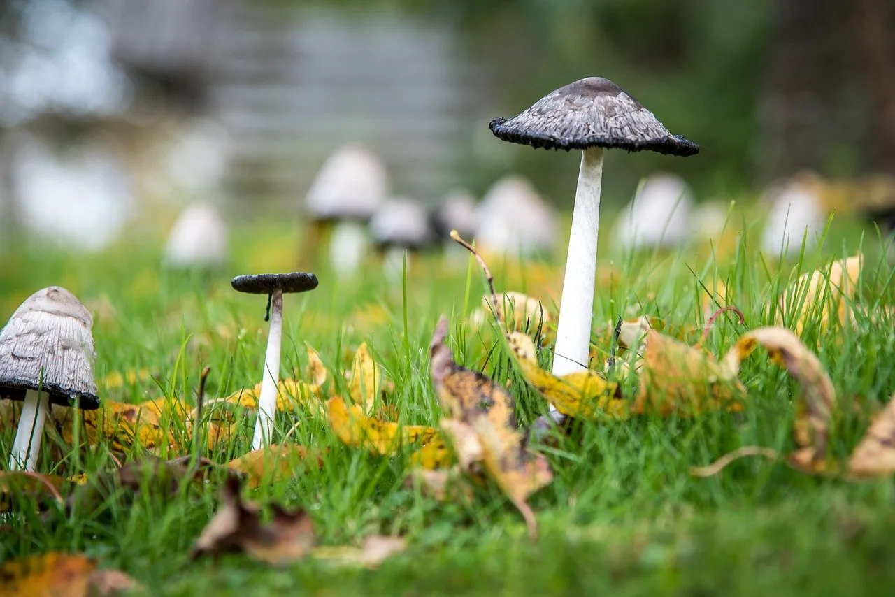 Why Do Mushrooms Grow in my Lawn? Spadone Home