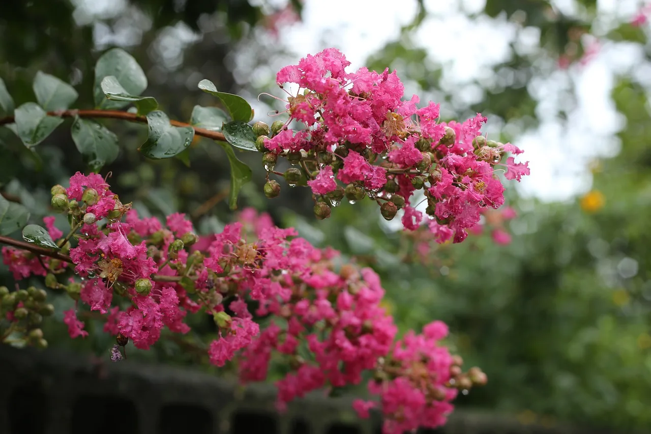 Crepe Myrtle Myths Busted The Correct Way How To Trim - mu9o8vt