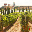 VineyardsNorthern-Spain Wine Museum