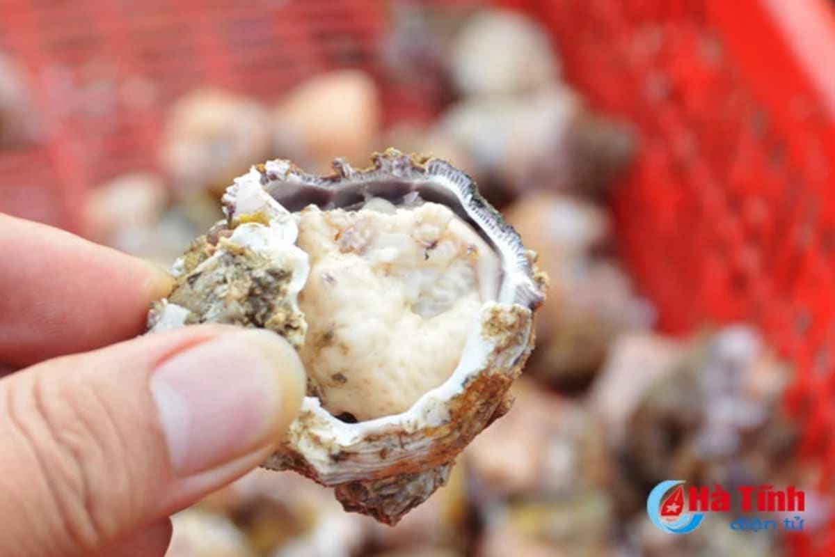 Ăn gì ở biển Thiên Cầm? - Cẩm nang thưởng thức hải sản và đặc sản nức tiếng tại Thiên Cầm