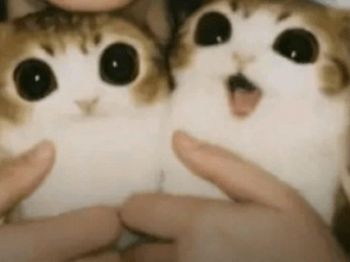Meowl