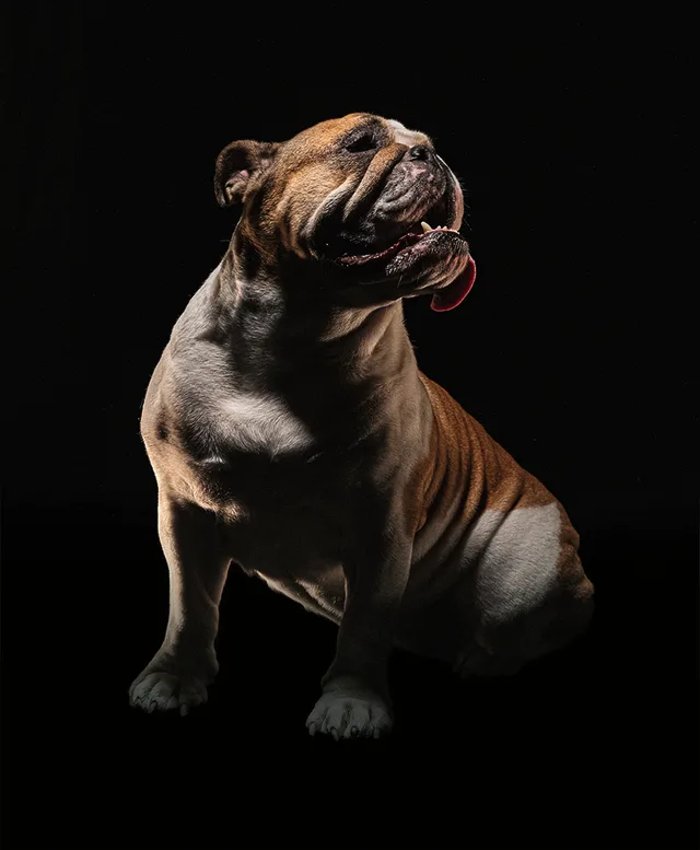 MBF-Bulldogge.jpg MBF-Bulldogge.jpg