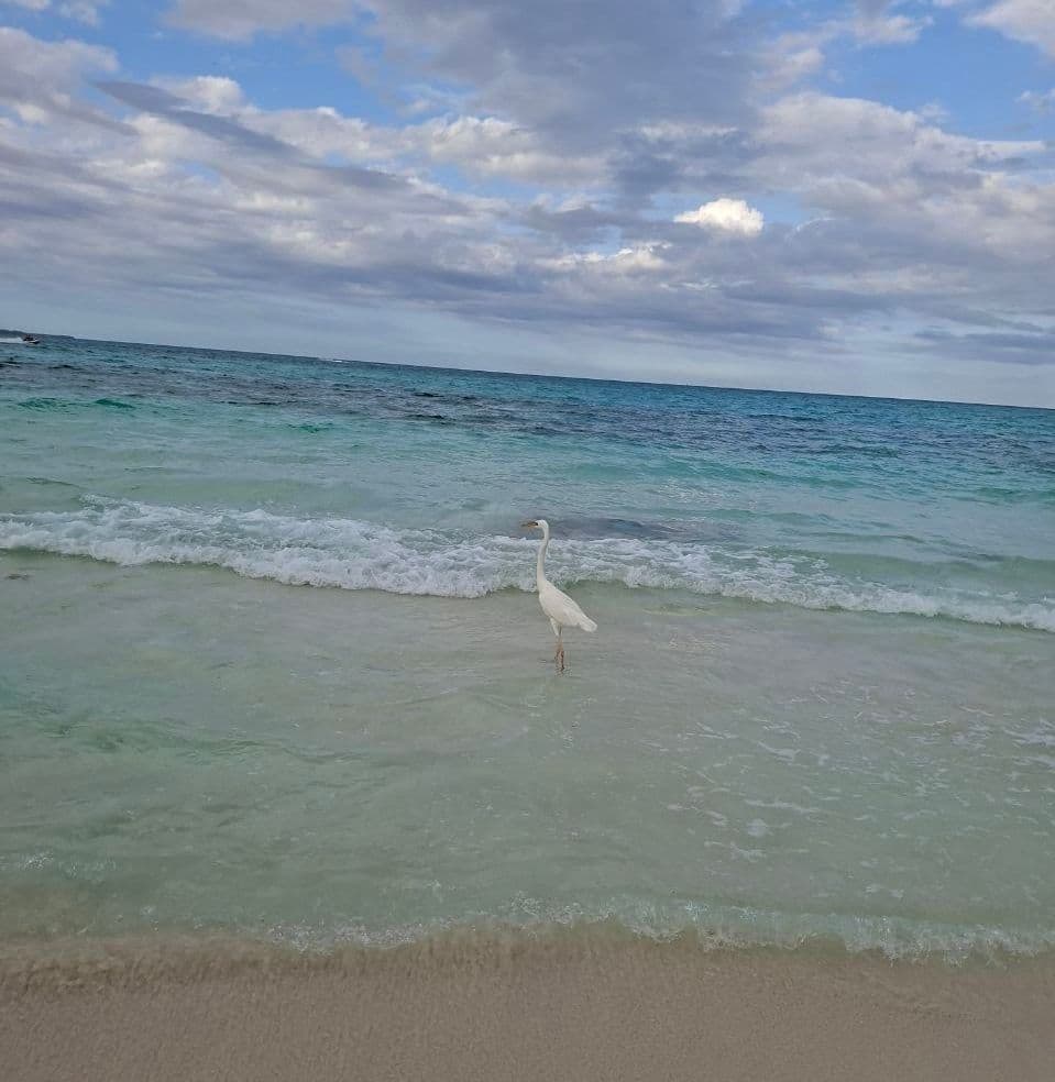 Empty stretch of turquoise coastline