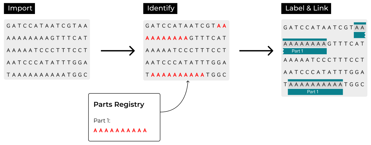 Flow chart showing importing a new sequence, identifying a part from the parts registry, and the imported sequence newly labeled as a part