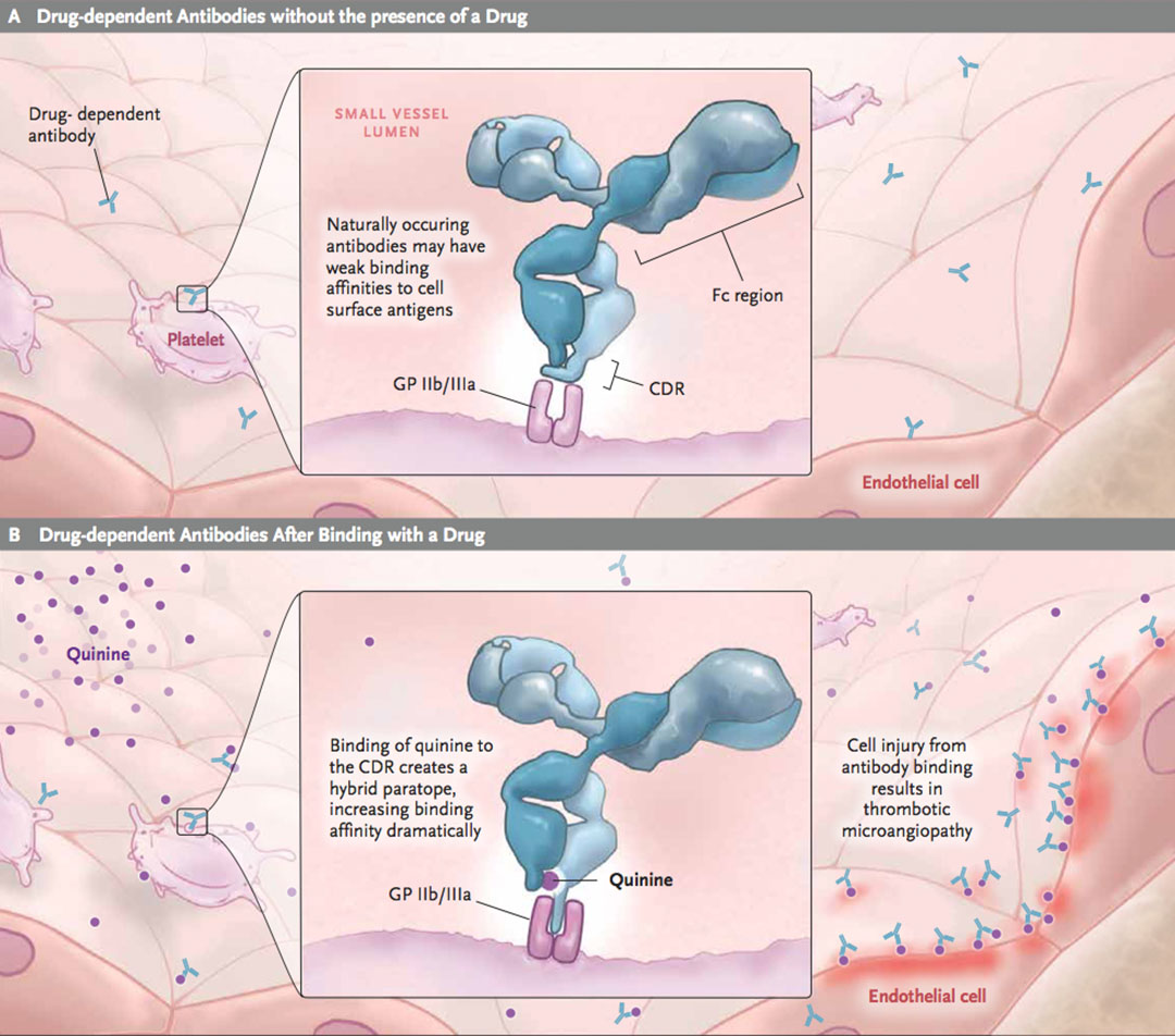 Quinine-mediated Binding Response — scientific illustration