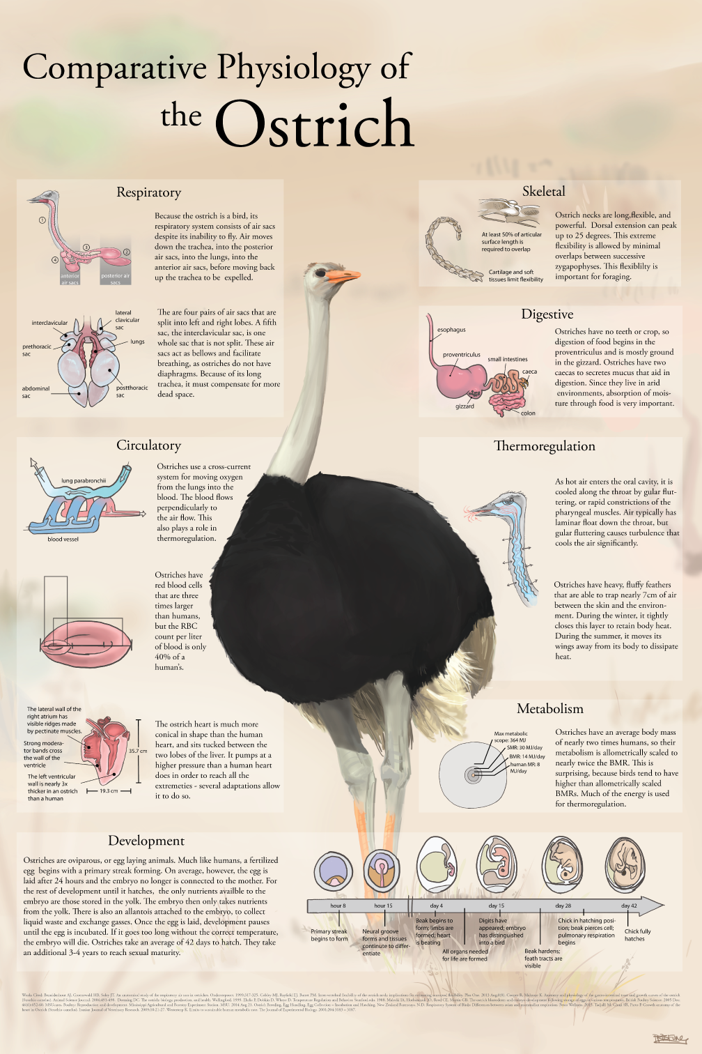 Comparative Physiology of the Ostrich — illustrated poster