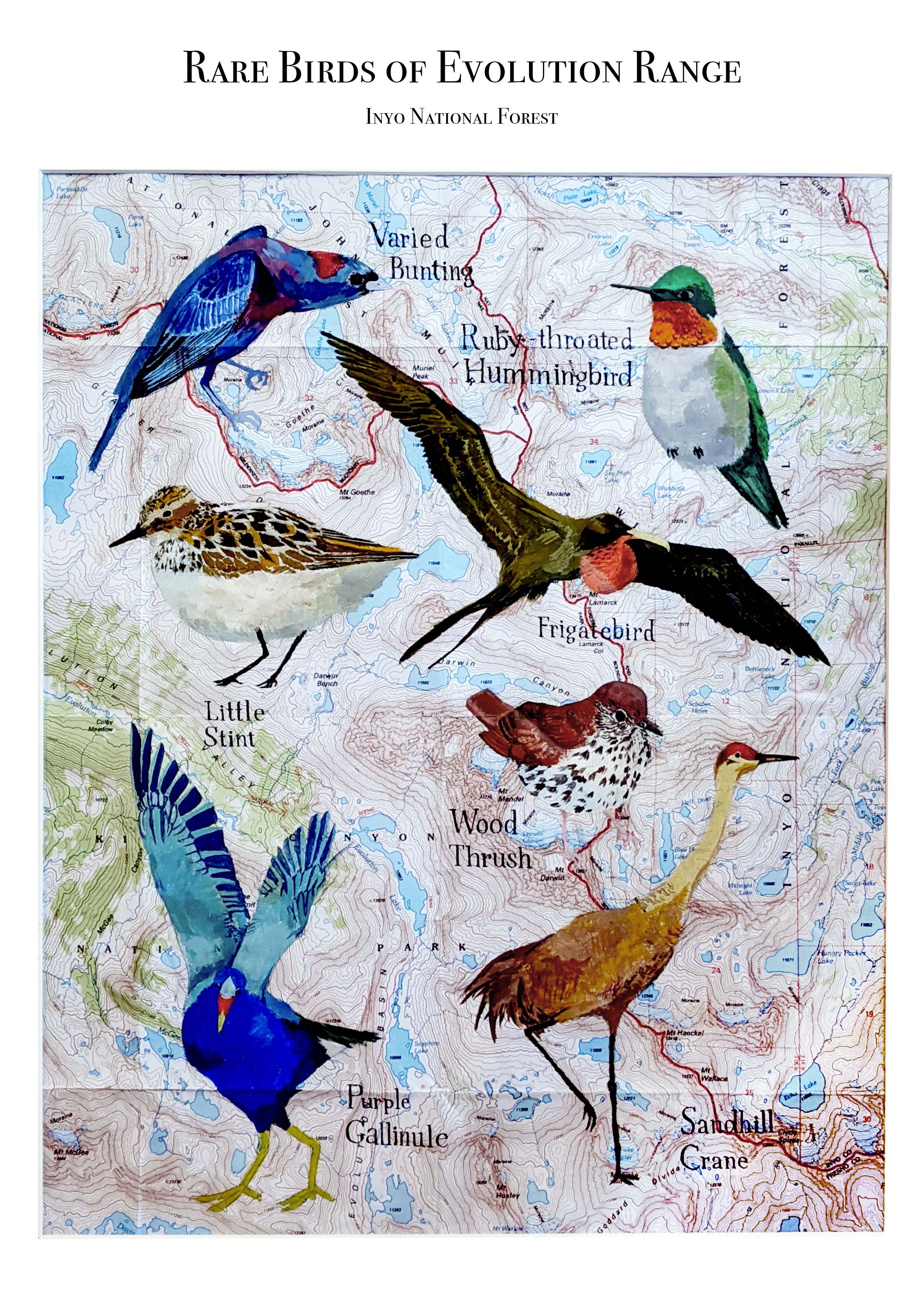 Rare Birds of Evolution Range: Inyo National Forest — gouache on map