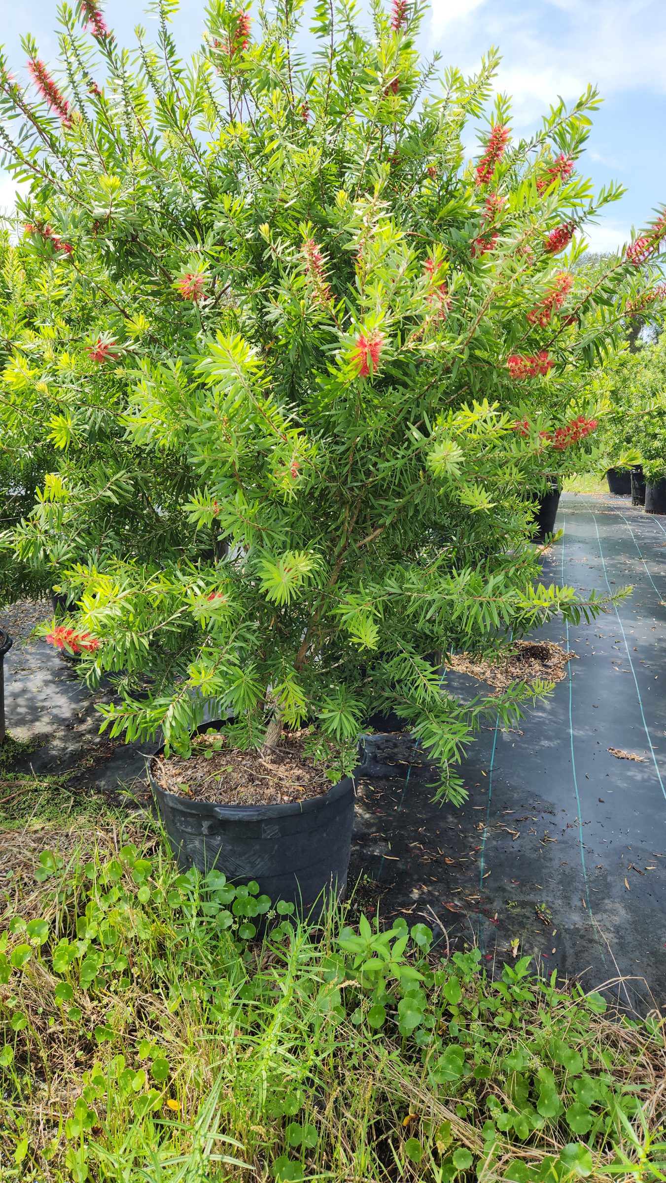 Red Cluster Bottlebrush Bush