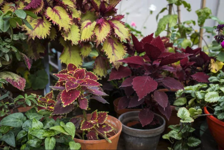 Coleus