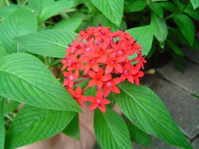 Pentas