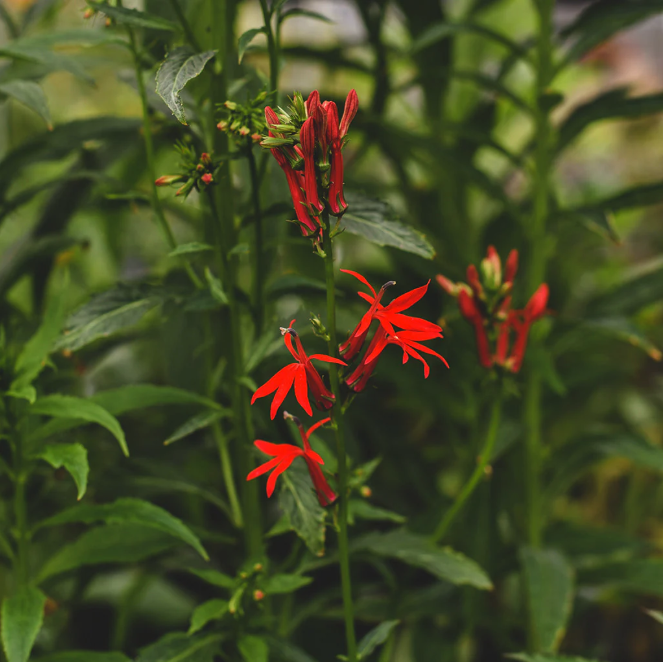 Cardinal Flower
