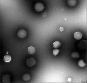 Electron Microscopy Image of Dense Bodies