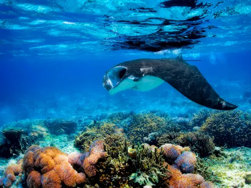 Manta bay