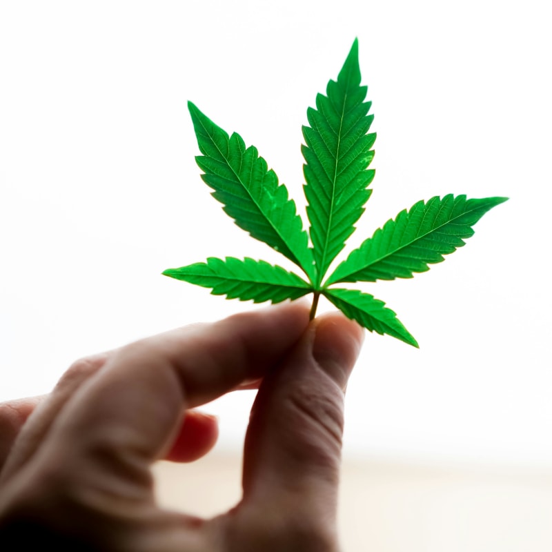 High Fashion: How Cannabis Culture Is Shaping Luxury Aesthetics