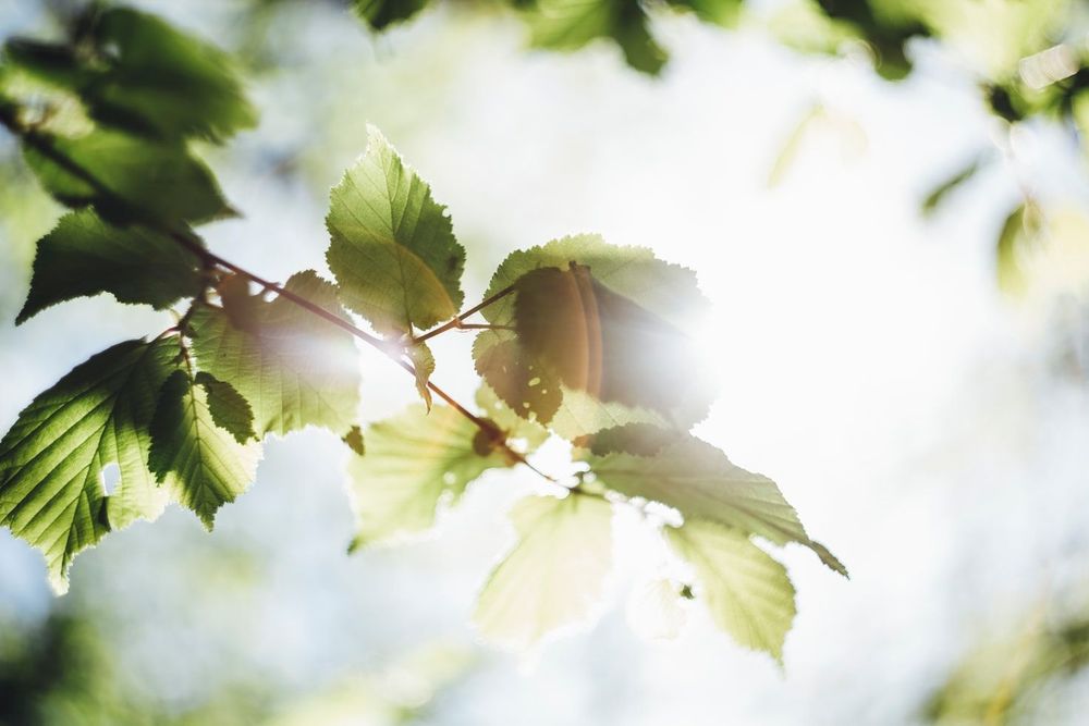 Sustainability report