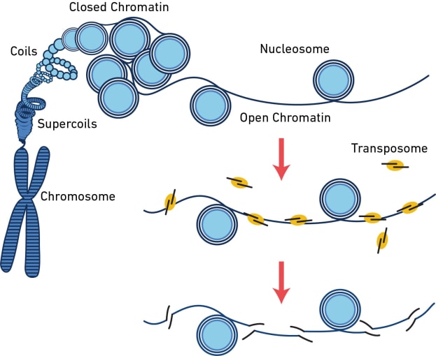 Regions of open chromatin correlate with areas of active gene transcription. The assay for transposase-accessible chromatin (ATAC) works by generating short fragments of DNA specifically within open chromatin regions. Mapping these cut sites back to the genome provides a window into transcription factor motif binding, promoter and enhancer regions, and areas of euchromatin versus heterochromatin. CREDIT: 10x Genomics.