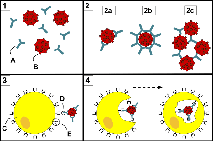 An overview of how antibodies interact with pathogens. 1) Antibodies (A) and pathogens (B) roaming freely in the blood. 2) The antibodies bind to pathogens and can do so in different formations such as opsonization (2a), neutralization (2b), and agglutination (2c). 3) A phagocyte (C) approaches the pathogen, and Fc region (D) of the antibody binds to one of the Fc receptors (E) on the phagocyte. 4) Phagocytosis occurs as the pathogen is ingested. CREDIT: Maher33. (CC BY-SA 4.0.)