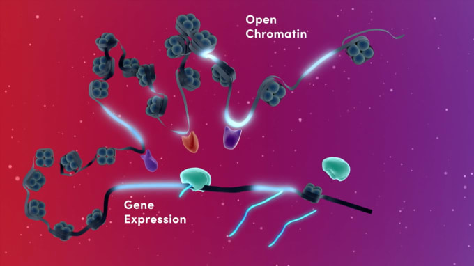 Insights into areas of chromatin accessibility in the genome can reveal key regulatory elements driving cell identity and function. Researchers can uncover their regulatory impact on gene expression in specific cell populations with Chromium Single Cell Multiome ATAC + Gene Expression. CREDIT: Introducing Multiomic Insights (video). 10x Genomics.