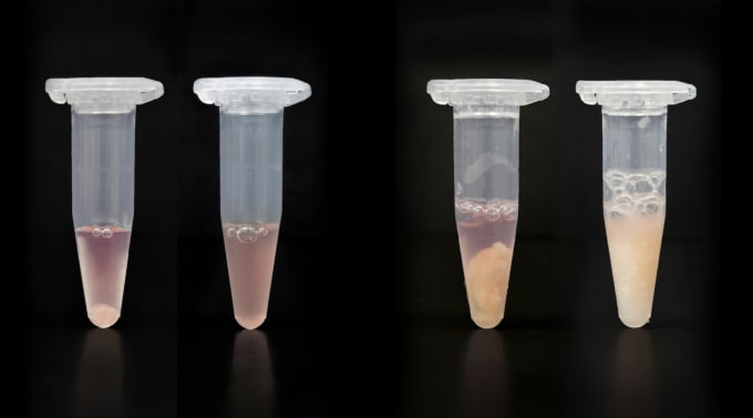 Mouse brain homogenization in preparation for nuclei isolation.