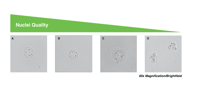 Four images showing degrees of nuclei quality. A: High-quality nuclei have well-resolved edges. Optimal quality for single cell ATAC libraries. B: Mostly intact nuclei with minor evidence of blebbing. Quality single cell ATAC libraries can still be produced. C: Nuclei with strong evidence of blebbing. Proceed at your own risk. D: Nuclei are no longer intact. Do not proceed!