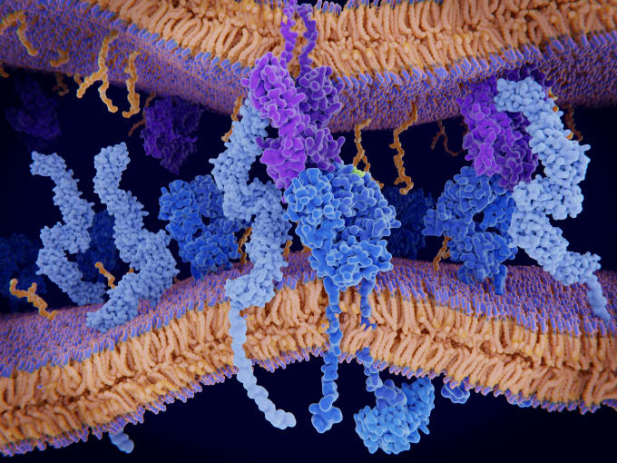 Illustration of a cell membrane with a T-cell receptor (dark blue, centre) in complex with an MHC (major histocompatibility complex) class II-peptide complex (purple). The T-cell receptor activates the immune response to antigens in T cells. The antigen (light green) is a peptide from a tumor cell, bacteria or virus.