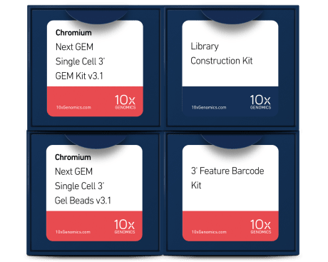 10x chromium single cell immune profiling